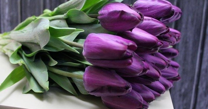 Սպիտակ տյուլպաններ